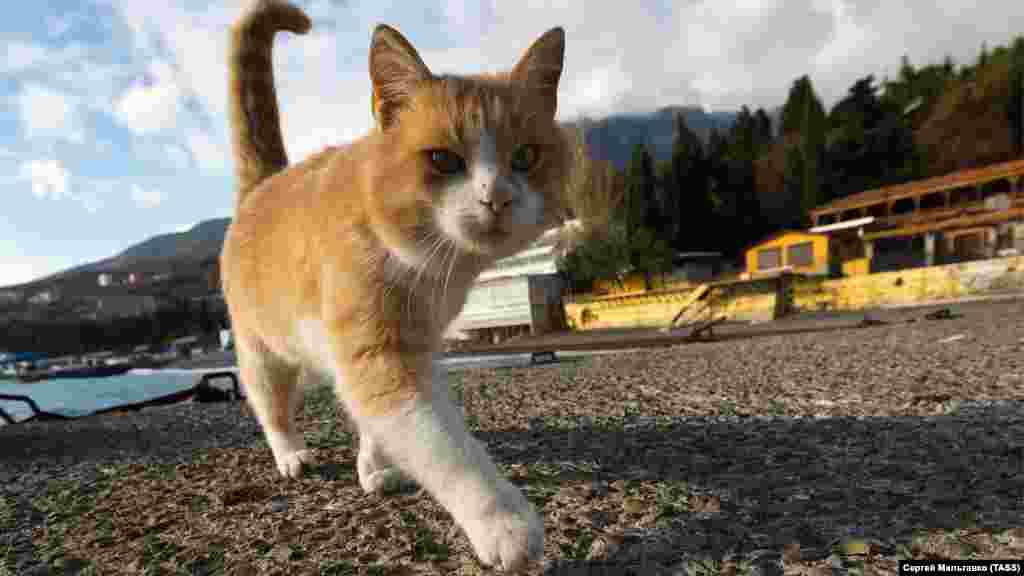 А туристів, які прогулюються набережною, замінили коти