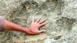 Эң чоң динозаврдын сөөгү табылды