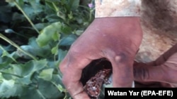 آرشیف - کشت کوکنار در ولایت هلمند