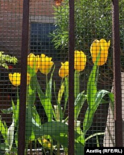 Сак астындагы язгы матурлык