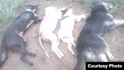 Жергиликтүүлөр телефонго тартып алган сүрөт