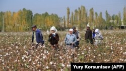 Узбекистанцы на сборе хлопка, 25 октября 2019 года.