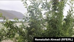 باغ سیب در ولسوالی بهارک ولایت بدخشان. June 09 2019