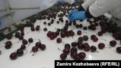 Кокон гиласты сорттоо учуру.