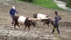 Волы вместо трактора. Как трудятся фермеры села Кайынды