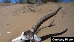 Кыргызстанда сейрек кездешчү жаныбарларды браконьерлер жок кылып жатышат