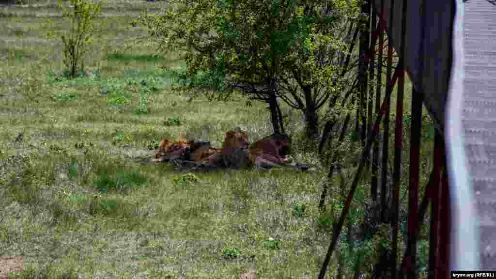 В отличие от леопардов, гепардов и тигров, львы редко встречаются поодиночке.