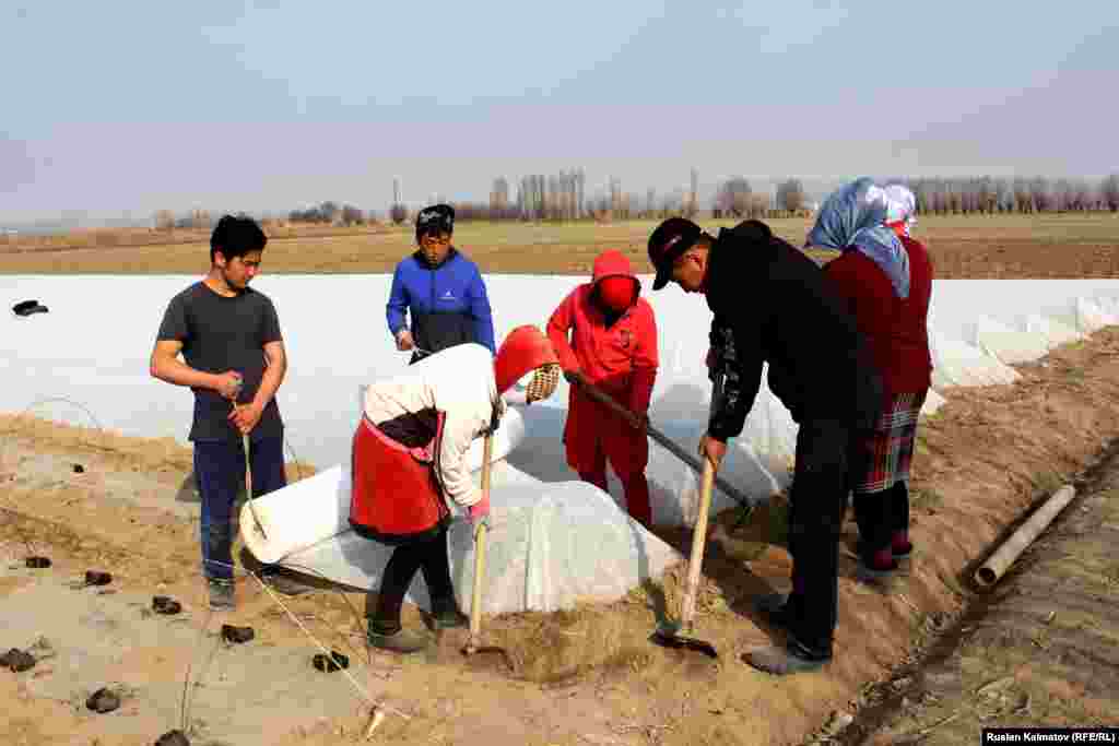 Эки гектар жерге 60 миң даана көчөт керек. Аны фермер декабрь айынан баштап күнөсканада өстүргөн. &nbsp;