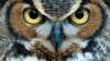Сова – символ мудрости и игры "Что? Где? Когда?"