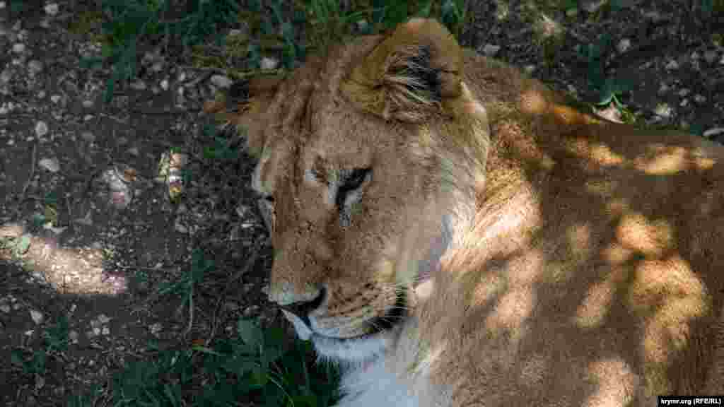 Всего в &laquo;Тайгане&raquo; живет около 50 львов.