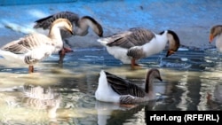 مرغابی ها در باغ وحش کابل