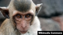 Живущий на Земле представитель индуистского божества Хануман