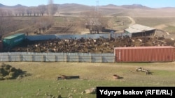 Эшек багылган сарай