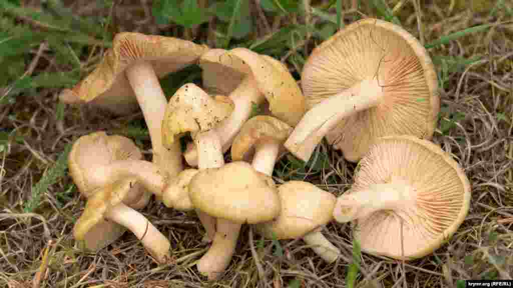 Зібрані в тернику гриби. Прогулятися сільськими околицями можна у фотогалереї​