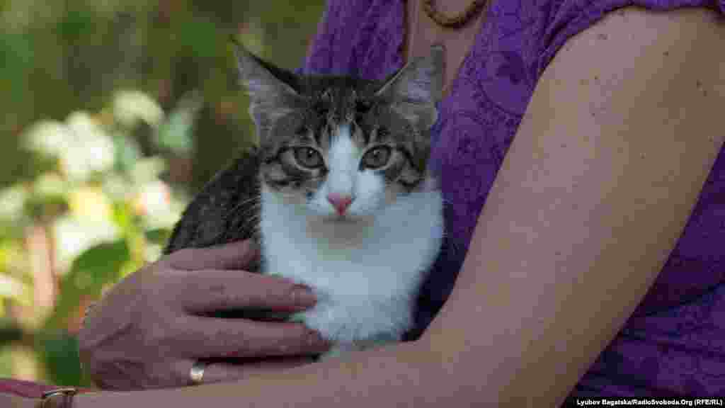 Найбільше кішок із фестивалю забирали додому люди старшого віку...