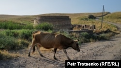 Кайнар кудуктун жанында оттоп жүргөн уй.  27-июнь, 2024-жыл