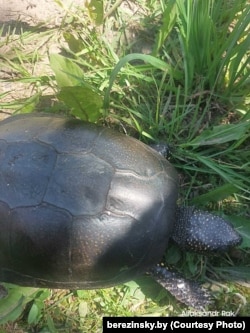 Эўрапейская балотная чарапаха, знойдзеная ў Бярэзінскім запаведніку