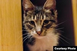 Кіт Правосек (фото надане волонтерами)