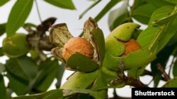 درخت چهارمغز