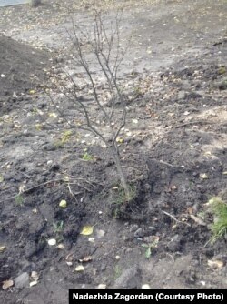 Бывший газон в районе Северного Измайлово Москвы