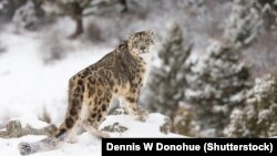  Кыргызстанда болжол менен 330дай ак илбирс бар.