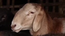 Мал чарбасынан баар тапкан барпылыктар