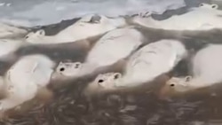 В Казахстане массовый падеж сайгаков