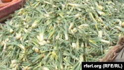 برخی خانواده‌های افغان از کاهش خشک کردن سبزیجات خبر می‌دهند.