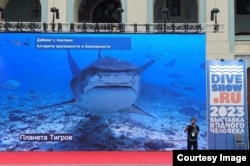 Никита Корнилов рассказывает об акулах на Moscow Dive Show-2023