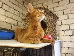 Кот-абиссинец