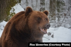 Потап жив у міському парку