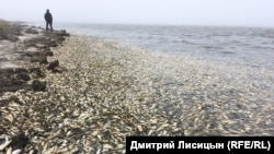 Массовый выброс сельди. Залив Пильтун. Остров Сахалин. Июнь 2018 года.