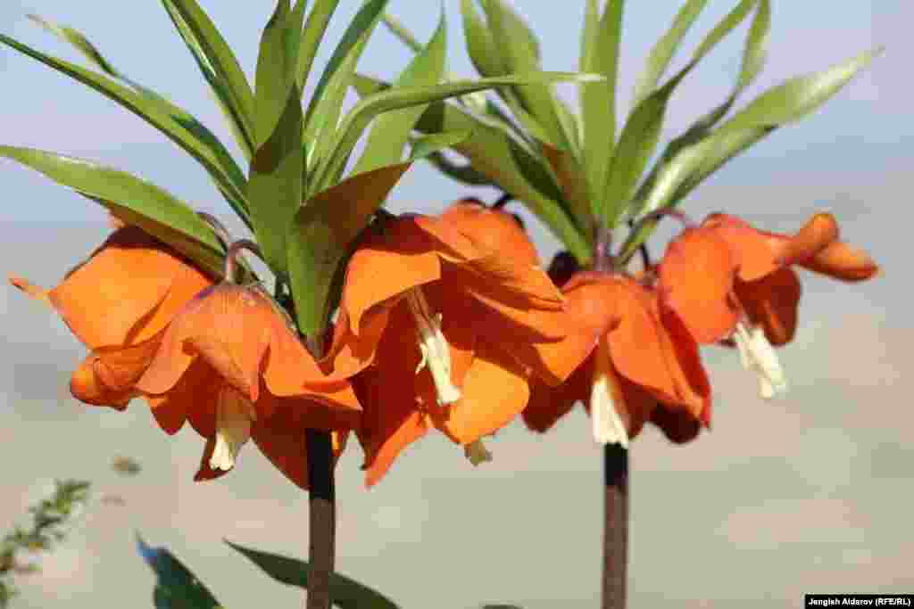 Гүлдү көрүү үчүн башка облустардан эле эмес чет өлкөдөн да кишилер келет.&nbsp;