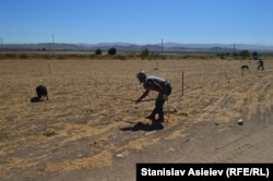 Пошук мін зі спеціально навченними собаками