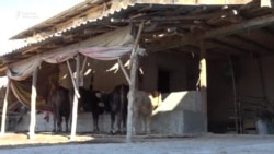 "Короодо туруп жоголду". Сузакта мал уурулук күчөдү