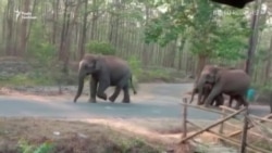 Карантин в Індії: слони на дорогах замість машин – відео