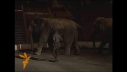 Пилдерди үшүктөн арак сактап калды