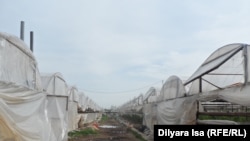 Теплицы в Шымкенте. 5 апреля 2016 года.