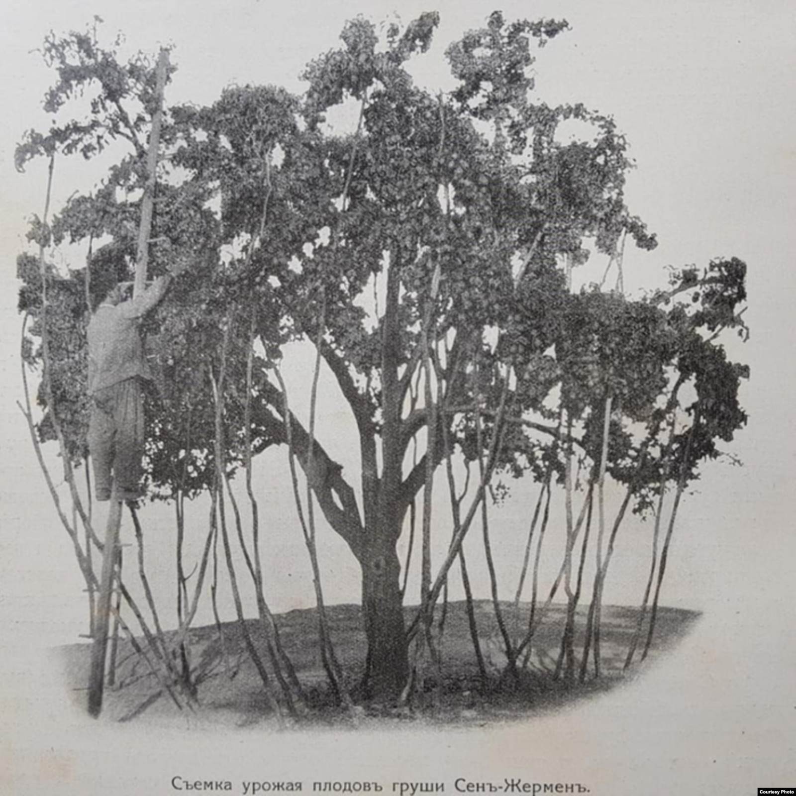 Збір груш Сен-Жермен. Із книги Л. Симиренка «Кримське промислове плодівництво»