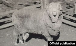 Донор лордун бири, кочкор «Фредди мырза». 1969-жыл.