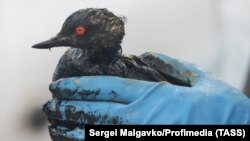 Птица, испачкавшаяся в нефтепродуктах после крушения танкеров в Керченском проливе, фотография из Краснодарского края.