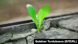 Иллюстрациялык сүрөт.