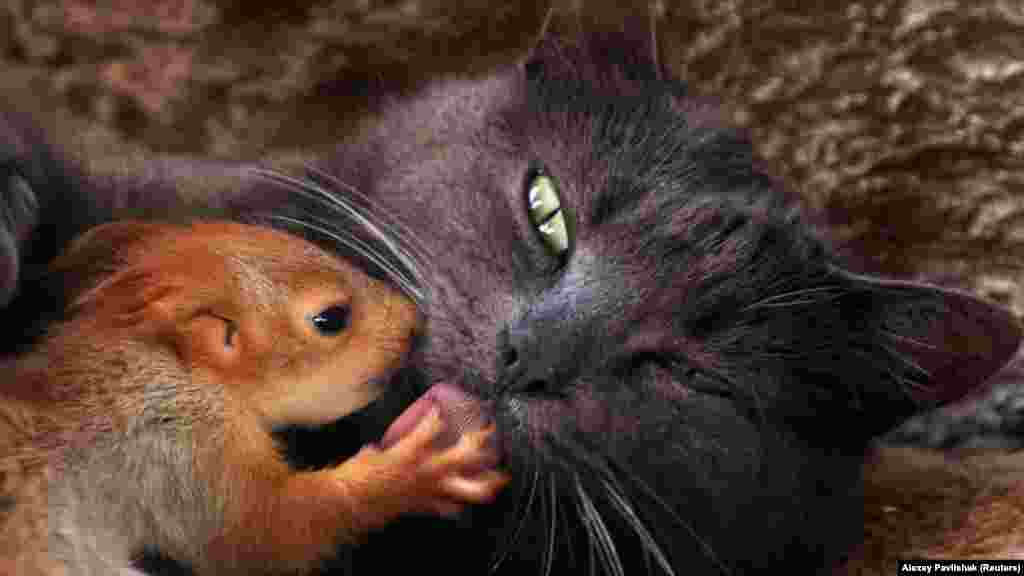 Фотографія Reuters, на якій кішка Пуша з парку мініатюр у Бахчисараї грає з однією з чотирьох осиротілих білок, яких вона &laquo;всиновила&raquo;, потрапила в список &laquo;найбільших новин і найпривабливіших фотографій з 2019 року&raquo; американського телеканалу CNN