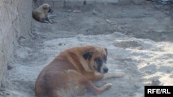 دو سگ ولگرد. باشندگاه شهر فراه از افزایش سگ های ولگرد در این شهر شکایت دارند