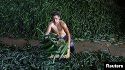 Невостребованная продукция одной из ферм в Румынии