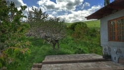 Фруктові дерева у дворі Азізових