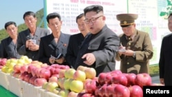 Түндүк Корея лидери Ким Чен Ын айыл чарбасын кыдырган учур. Сүрөт 21-сентябрь, 2017-жылы таратылды, бирок качан тартылганы белгисиз. 