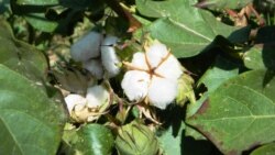 Türkmenistan: Gadagançylyga garamazdan, çagalar pagta ýygmaga mejbur edilýär