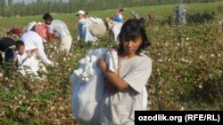 Өзбекстандагы пахта талаасы