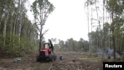 Вырубленный лес на месте будущей автотрассы Москва – Cанкт-Петербург